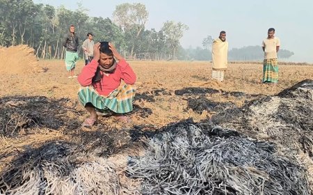 কুষ্টিয়ায় জমির ধান আগুন দিয়ে পুড়িয়েছে দুর্বৃত্তরা