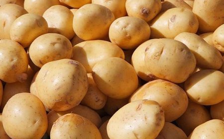 আলুর দাম নিয়ে যা জানালেন বাণিজ্য উপদেষ্টা