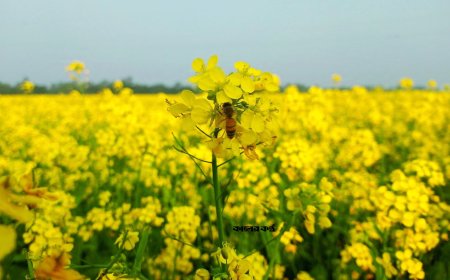 দৃষ্টিজুড়ে হলুদের অপার সৌন্দর্যের সমারোহ