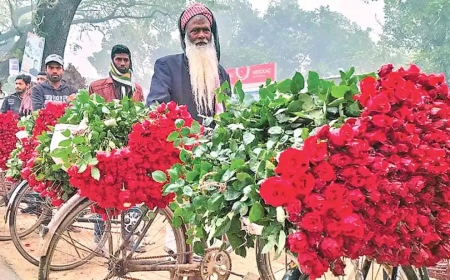 যশোরের গদখালীতে শত কোটি টাকার ফুলের রাজ্য