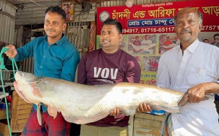 দৌলতদিয়ায় ধরা পড়েছে ১৮ কেজি ওজনের বোয়াল
