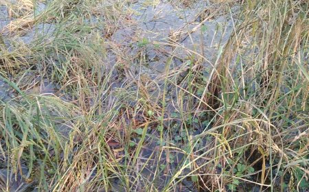 রাজাপুরে অসময়ের বৃষ্টিতে তলিয়ে গেছে আধাপাকা ধান