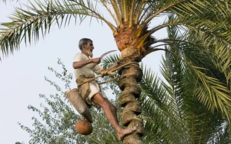 চারঘাটে খেজুরের গুড় তৈরির উৎসব, মিষ্টি ঘ্রাণে মুখরিত শীতের সকাল