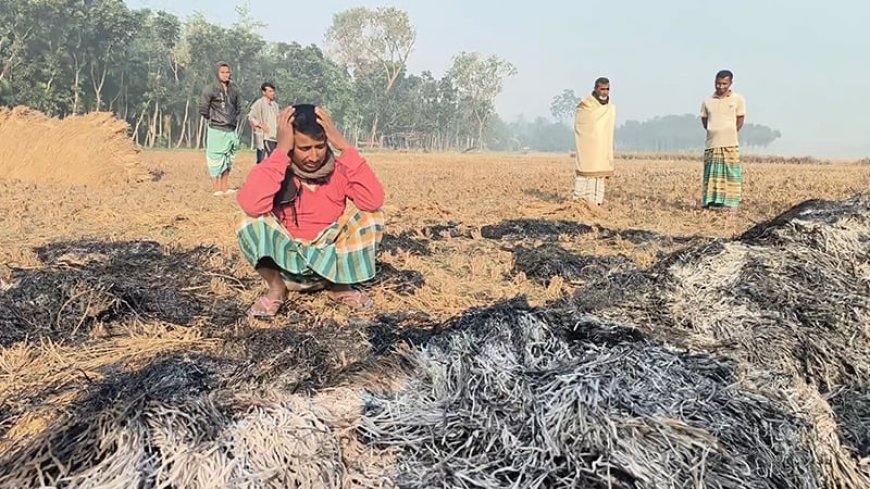 কুষ্টিয়ায় জমির ধান আগুন দিয়ে পুড়িয়েছে দুর্বৃত্তরা