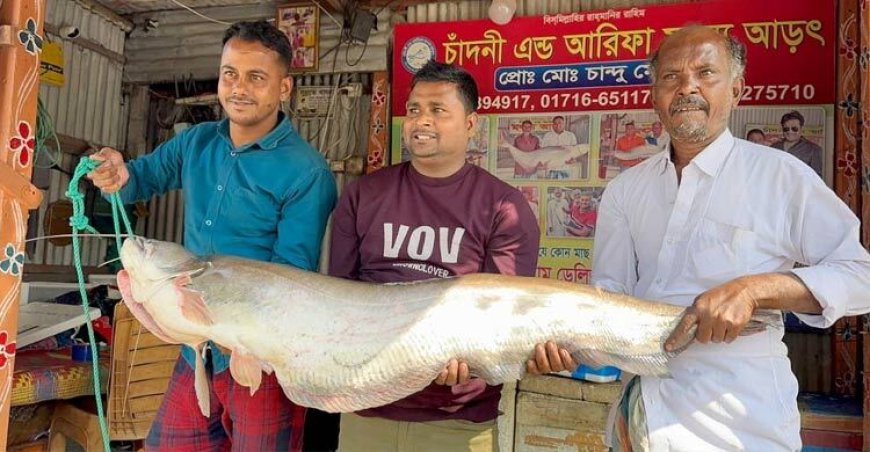 দৌলতদিয়ায় ধরা পড়েছে ১৮ কেজি ওজনের বোয়াল