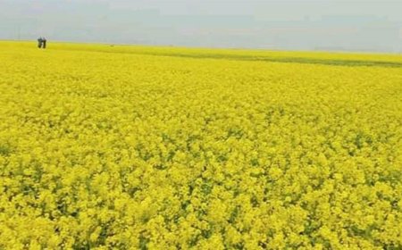 সরিষা ফুলে ভরে উঠেছে ক্ষেত দ্বিগুণ লাভের আশায় গাইবান্ধার চাষীরা