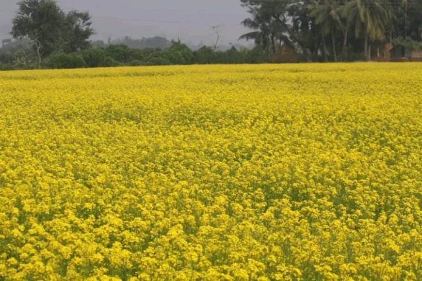 ঘোড়াঘাটে বিস্তীর্ণ ফসলের মাঠ হলুদের সমারোহ