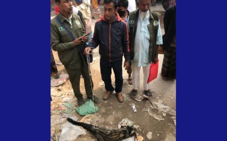 নেত্রকোনায় উদ্ধারকৃত গন্ধগোকুল বনে অবমুক্ত