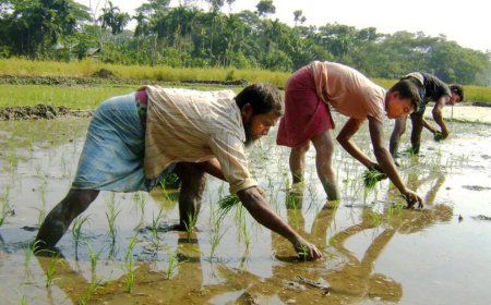 গাইবান্ধায় বোরো চাষে ব্যস্ত কৃষকরা, ভালো ফলনের আশাবাদী