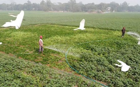 জমিতে পানি শূন্যতায় হুমকিতে মুন্সিগঞ্জে আলু চাষ, বিপাকে চাষিরা