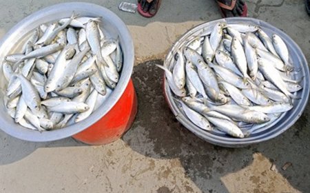 যমুনায় নিষেধাজ্ঞা উপেক্ষা করে অবাধে চলছে জাটকা নিধন