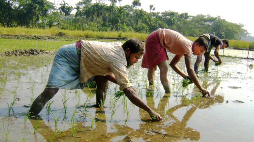 গাইবান্ধায় বোরো চাষে ব্যস্ত কৃষকরা, ভালো ফলনের আশাবাদী