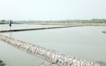 কয়রায় বিএনপি নেতার বিরুদ্ধে চিংড়ি ঘের দখলের অভিযোগ