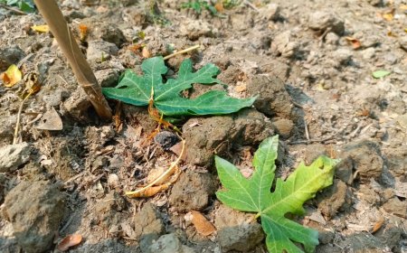 ত্রিশালে জমি সংক্রান্ত বিরোধে দুই শতাধিক পেঁপে গাছ নিধন