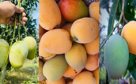 ১৫ মে থেকে পাওয়া যাবে রাজশাহীর আম