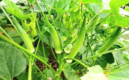বদলগাছীতে ভালো দাম পাওয়ায় ঢেঁড়স চাষের উচ্ছ্বাস
