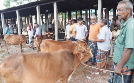 জমে উঠতে শুরু করেছে কোরবানির পশুর হাট
