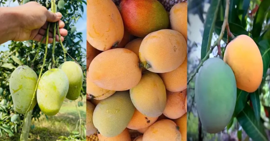 ১৫ মে থেকে পাওয়া যাবে রাজশাহীর আম