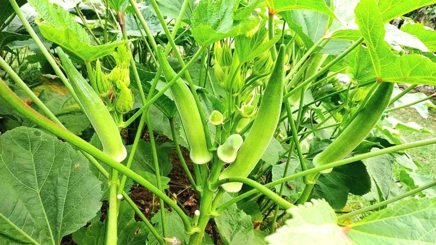 বদলগাছীতে ভালো দাম পাওয়ায় ঢেঁড়স চাষের উচ্ছ্বাস