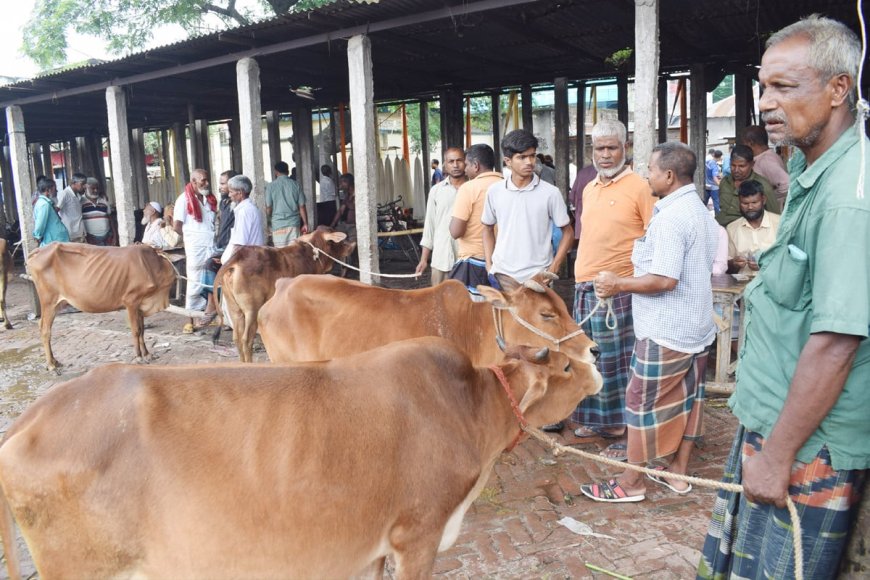 জমে উঠতে শুরু করেছে কোরবানির পশুর হাট