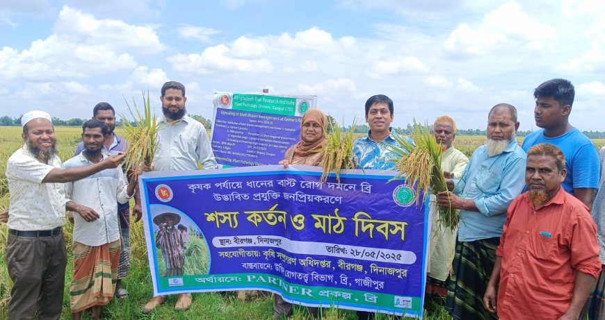 বীরগঞ্জে শস্য কর্তন ও মাঠ দিবস অনুষ্ঠিত