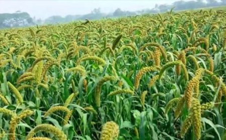 উত্তরাঞ্চল থেকে বিলুপ্তির পথে কাউন চাষ!