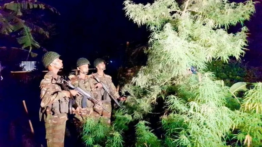 নীলফামারীতে যৌথ বাহিনীর অভিযানে বসতভিটা থেকে গাঁজার গাছ উদ্ধার