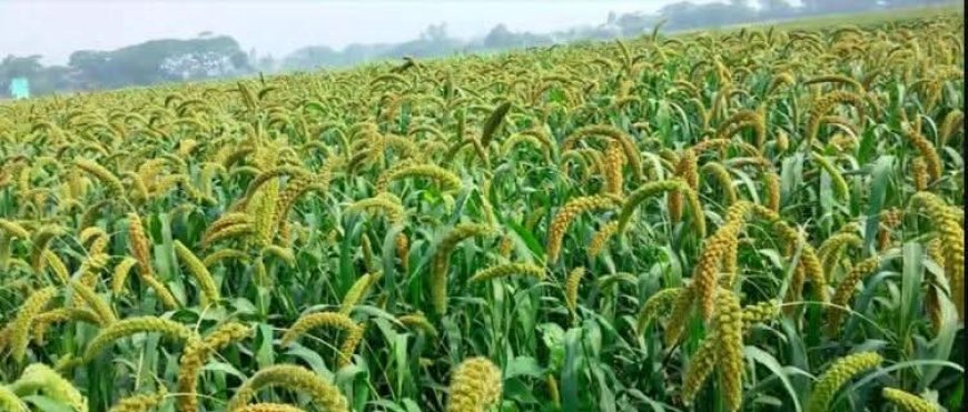 উত্তরাঞ্চল থেকে বিলুপ্তির পথে কাউন চাষ!