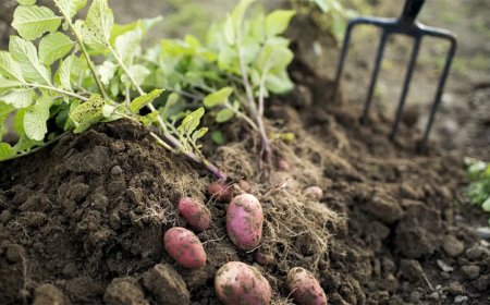 ৯০ লাখ বছর আগে যেভাবে আবিষ্কার হয় আলু