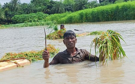 বাঘায় পদ্মায় তলিয়ে গেছে ২০০ হেক্টর জমির ফসল