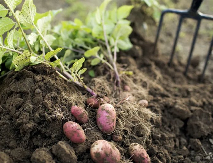 ৯০ লাখ বছর আগে যেভাবে আবিষ্কার হয় আলু