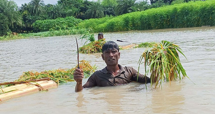 বাঘায় পদ্মায় তলিয়ে গেছে ২০০ হেক্টর জমির ফসল