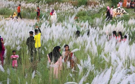 যমুনার পারে কাশফুলের নয়নাভিরাম সৌন্দর্য, প্রকৃতিপ্রেমীদের উপচে পড়া ভিড়