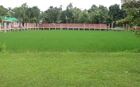 স্কুল মাঠে ধান চাষ, প্রধান শিক্ষকের অনিয়ম তদন্তাধীন; প্রশাসনের দ্রুত ব্যবস্থার আশ্বাস