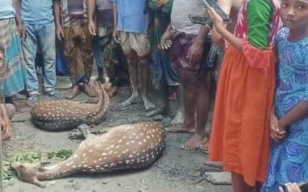 বাঘের তাড়া খেয়ে লোকালয়ে সুন্দরবনের দুটি হরিণ