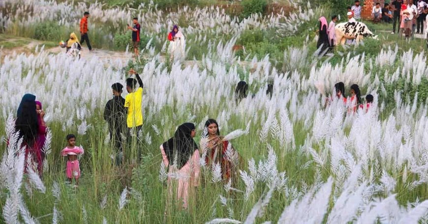 যমুনার পারে কাশফুলের নয়নাভিরাম সৌন্দর্য, প্রকৃতিপ্রেমীদের উপচে পড়া ভিড়