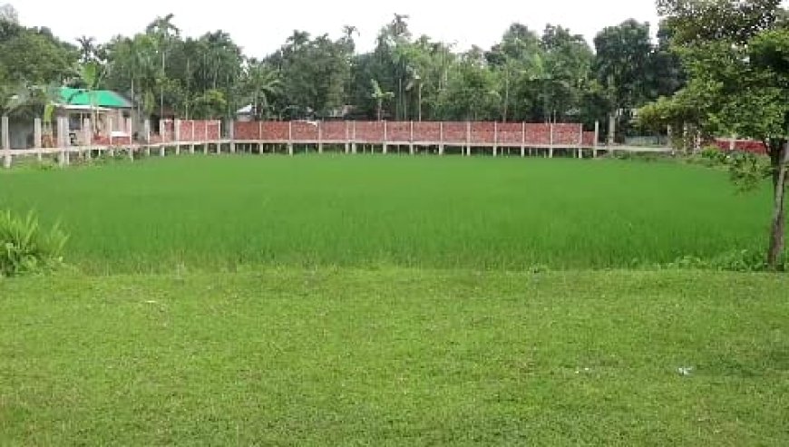 স্কুল মাঠে ধান চাষ, প্রধান শিক্ষকের অনিয়ম তদন্তাধীন; প্রশাসনের দ্রুত ব্যবস্থার আশ্বাস