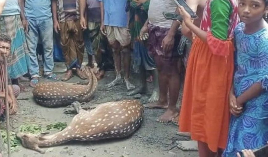 বাঘের তাড়া খেয়ে লোকালয়ে সুন্দরবনের দুটি হরিণ