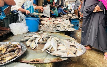 মতলবে নিষেধাজ্ঞা অমান্য করে বাজারে প্রকাশ্যে বিক্রি হচ্ছে মা ইলিশ