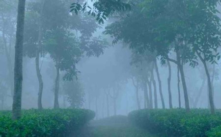 দেশের সর্বনিম্ন তাপমাত্রা শ্রীমঙ্গলে, ৭ ডিগ্রি সেলসিয়াস