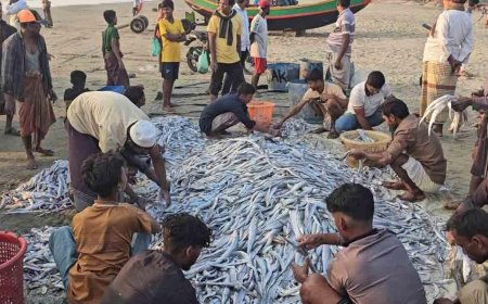 টেকনাফে টানা জালে ধরা পড়ল ১০৯ মণ ছুরি মাছ