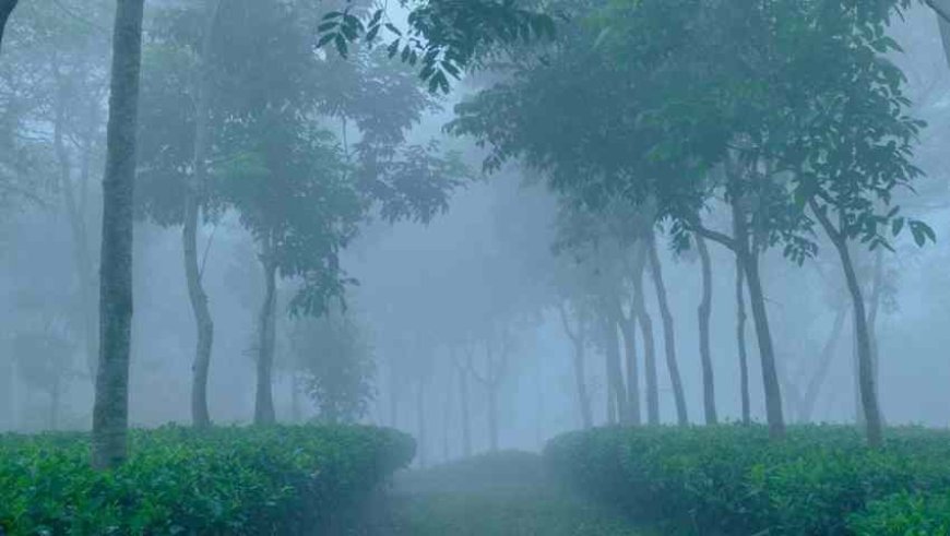 দেশের সর্বনিম্ন তাপমাত্রা শ্রীমঙ্গলে, ৭ ডিগ্রি সেলসিয়াস