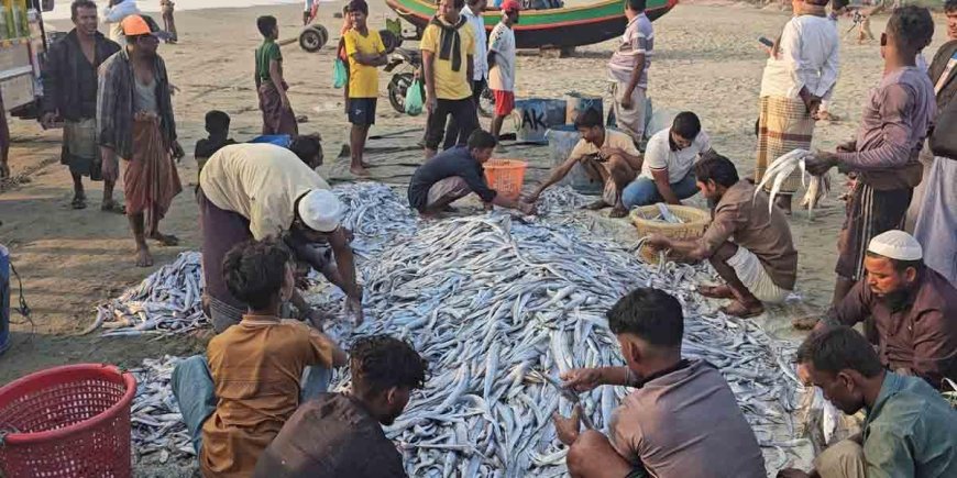 টেকনাফে টানা জালে ধরা পড়ল ১০৯ মণ ছুরি মাছ
