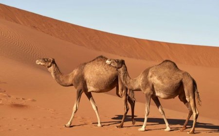 ‘উট পাসপোর্ট প্রকল্প’ চালু করল সৌদি আরব সরকার