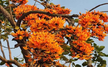 বসন্তের আগমনে পলাশের রঙে রঙিন হয়ে উঠেছে প্রকৃতি