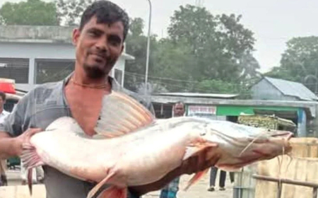 নাসিরনগরে জেলের জালে ধরা পড়ল ১৪ কেজি ওজনের আইড় মাছ