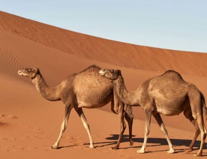 ‘উট পাসপোর্ট প্রকল্প’ চালু করল সৌদি আরব সরকার