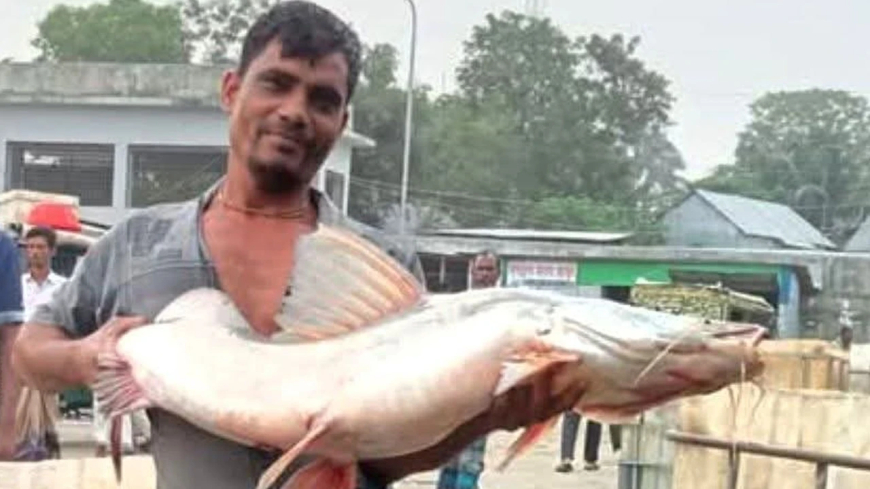 নাসিরনগরে জেলের জালে ধরা পড়ল ১৪ কেজি ওজনের আইড় মাছ