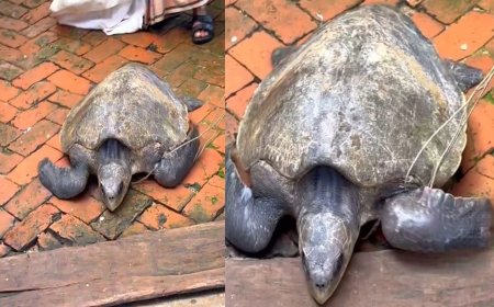 শিবচরে ৩২ কেজি ওজনের কচ্ছপ উদ্ধার, পদ্মায় অবমুক্ত